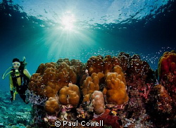 wide angle shot of hard and soft coral and a diver by Paul Cowell 